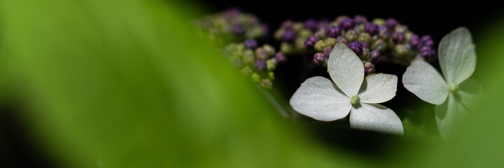 白い額紫陽花