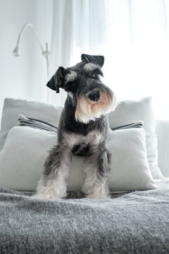 Cute Purebred Dog Sitting On Cushions