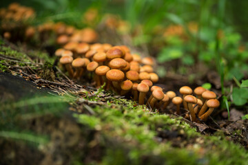 Armillaria mellea mushrooms on a tree in the forest in the autumn day. Selective focus, blurred background.