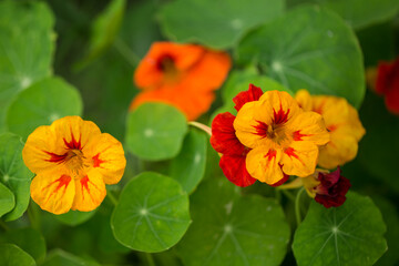 Orange and yellow Tropaeolum blooms in the park