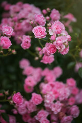 Blooming pink roses outdoors. Selective focus, tinted image.