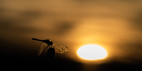朝日とトンボ 1 © mazuya_tm