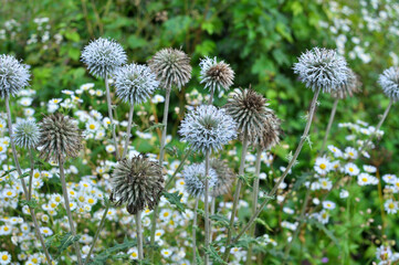Echinops sphaerocephalus blooms in nature