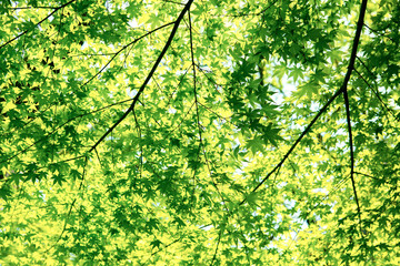 한국, 제주도, 사려니 숲길, 올레길, 곶자왈, 고목, 숲, 산책로, 하이킹, 새싹, 새순