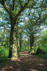 한국, 제주도, 사려니 숲길, 올레길, 곶자왈, 고목, 숲, 산책로, 하이킹
