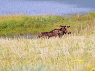 A female moose standing in a beautiful meadow.