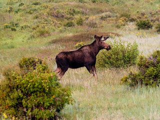 A female moose standing in a beautiful meadow.