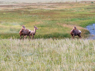 Naklejka na ściany i meble Bighorn sheep duo standing alert in a grassy meadow.