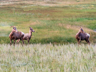 Bighorn sheep duo standing alert in a grassy meadow.