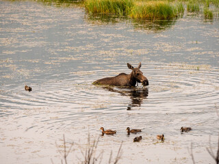 Baby calf moose swimming in a marsh feeding at dawn.