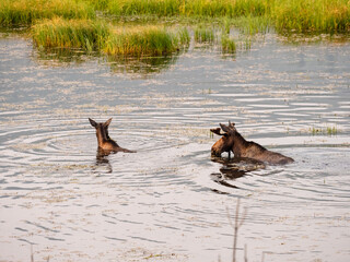 Mother moose swimming with her young calf in the marsh while feeding at sunrise.