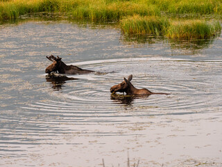 Mother moose swimming with her young calf in the marsh while feeding at sunrise.