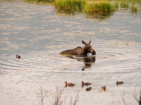 Baby Calf Moose Swimming In A Marsh Feeding At Dawn.