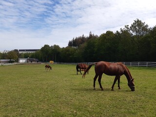Obraz premium Caballos en un campo en Galicia