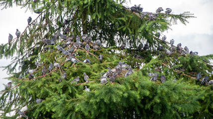 A flock of pigeons resting on a tree