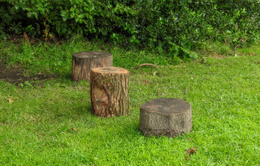 Tree trunks after cutting down trees
