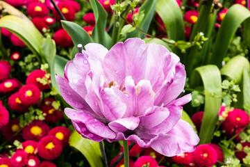Fototapeta na wymiar pink tulips in garden