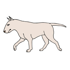Vector hand drawn doodle sketch colored bull terrier dog isolated on white background