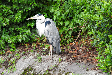Gray Heron in Alexandra Park Oldham