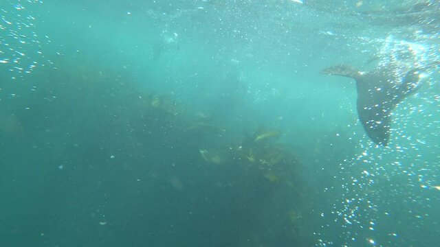 Cute fast seal swimming underwater in blue sea