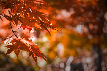 Close up photo of a maple leaf that turned red in autumn season