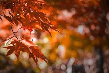 Schilderijen op glas Close up photo of a maple leaf that turned red in autumn season © Wako