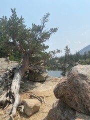 tree on the rock