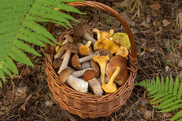Edible different mushrooms porcini in the wicker basket in green grass and fern leaves. Natural,...