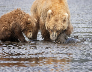 Coastal Brown Bears digging for clams and grazing on sedge grass  Lake Clark Alaska USA