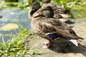 Lots of ducks in the swamp on a sunny day. Ducks in summer bask on the shore of the pond.