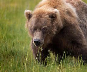 Coastal Brown Bears digging for clams and grazing on sedge grass  Lake Clark Alaska USA