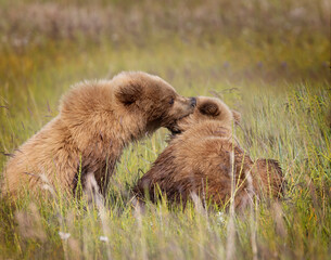 Coastal Brown Bears digging for clams and grazing on sedge grass  Lake Clark Alaska USA