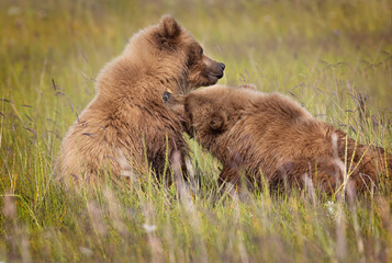 Coastal Brown Bears digging for clams and grazing on sedge grass  Lake Clark Alaska USA