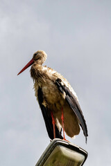 Adult white stork (Ciconia ciconia) on the street lamp - Choczewo, Pomerania, Poland