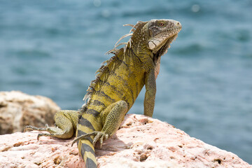 Leguan auf Fels