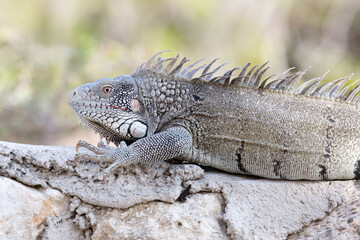 Leguan auf Fels