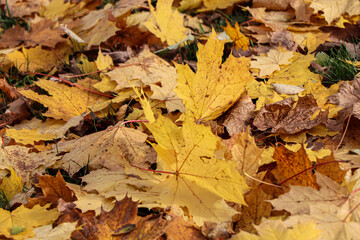 Naklejka na ściany i meble Colorful autumn leaves. Autumn in the park in Krakow. Poland 