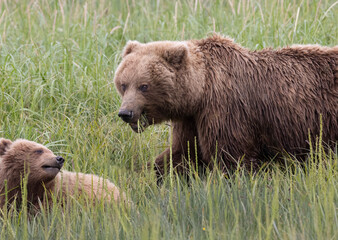 Obraz premium Coastal Brown Bears digging for clams and grazing on sedge grass Lake Clark, Alaska USA