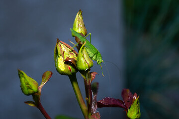 Leaping Insect Ridgeback locust