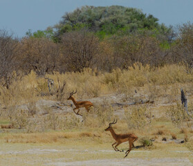 Two Wild African Impala Jumping for Joy