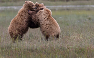 Coastal Brown Bears  digging for clams and grazing on sedge grass Lake Clark, Alaska USA