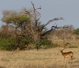 Naklejka premium Lechwe Antelope on African Savannah