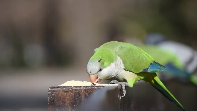 monk parakeet (myiopsitta monachus), or quaker parrot, in the wild feeding at lago de las regatas public park, Buenos Aires, Argentina
