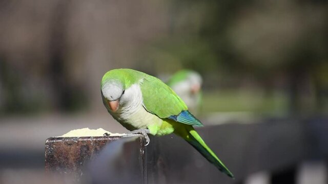 monk parakeet (myiopsitta monachus), or quaker parrot, in the wild feeding at lago de las regatas public park, Buenos Aires, Argentina