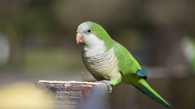 monk parakeet (myiopsitta monachus), or quaker parrot, in the wild feeding at lago de las regatas public park, Buenos Aires, Argentina