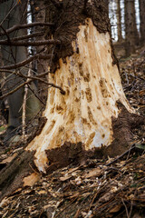 Holes in the trunk of a tree after the impact of a woodpecker bird.