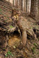 Holes in the trunk of a tree after the impact of a woodpecker bird.