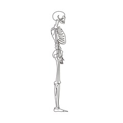 Single one line drawing side view full anatomical skeleton of a person and individual bones. Performed as an art illustration in a scientific medical style. Continuous line draw design graphic vector