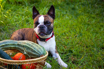 boston terrier  with a basket of vegetables. in a basket a large giant zucchini , tomatoes ,...