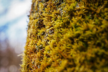 Nail fungus growing in the moss.